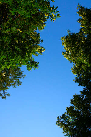 Green foliage against the blue skyの写真素材