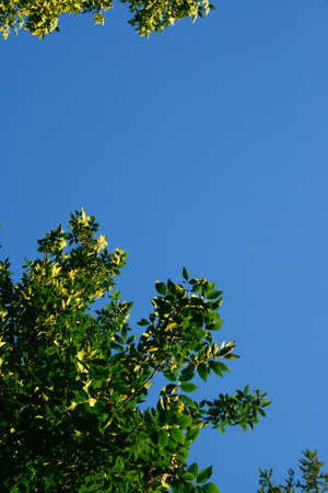Green foliage against the blue skyの写真素材