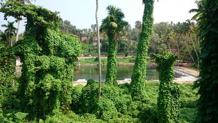 Green Indian jungle in the Varkala Keralaの写真素材
