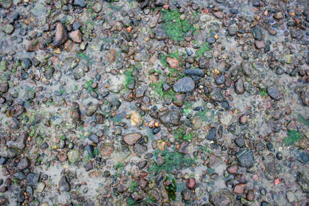 Sea sand texture made of shell and stone piecesの写真素材