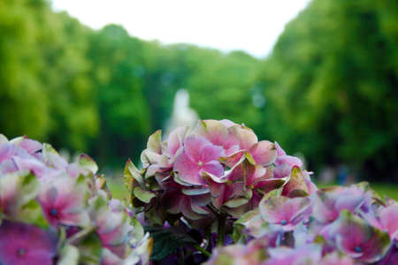 Pink flowers in summer garden, St. Petersburgの写真素材