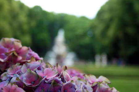 Pink flowers in summer garden, St. Petersburgの写真素材