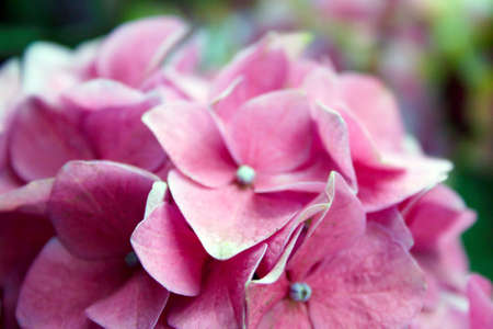 Pink flowers in summer garden, St. Petersburgの写真素材