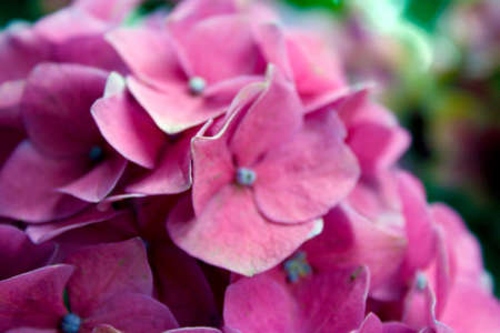 Pink flowers in summer garden, St. Petersburgの写真素材