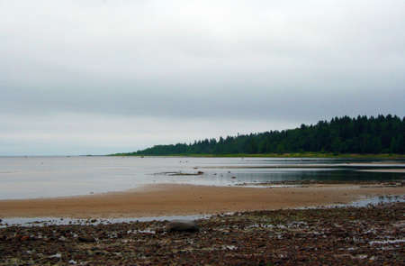 Pebble beach near the forest on a cloudy dayの写真素材