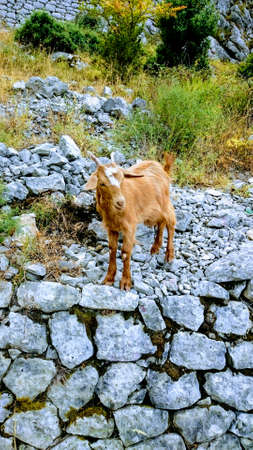 Goat on the trail, Old Town, Kotor, Montenegroの写真素材