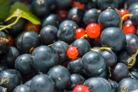 Mixed berries Currants and Lingonberries close upの写真素材
