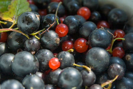 Mixed berries Currants and Lingonberries close upの写真素材
