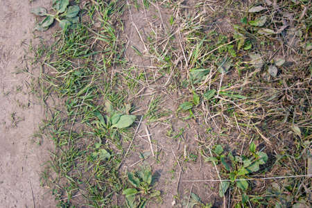 Grass and plantain on dusty road macroの写真素材