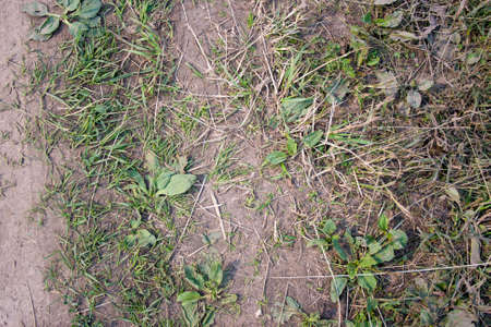 Grass and plantain on dusty road macroの写真素材