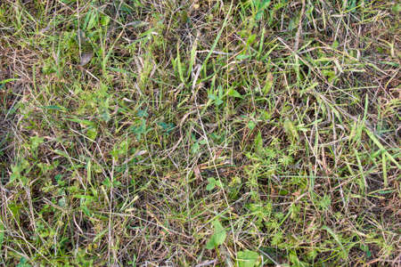 Top view of gren grass in the meadowの写真素材