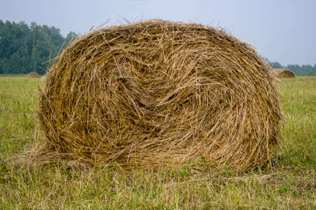 Coil hay on a green field against the azure sky backgroundの写真素材