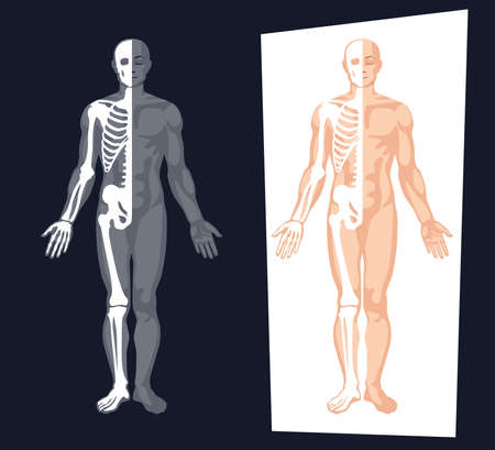 Human body anatomy vector illustration.のイラスト素材