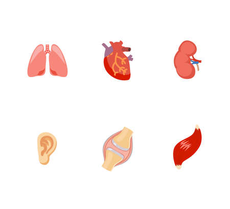 Human internal organs flat vector icons.のイラスト素材