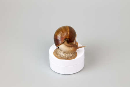 A snail sits on a white jar on a gray background. Cosmetologyの写真素材