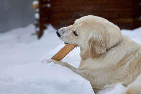A happy retriever dog nibbles on a stick in the snow. Big dog walking alone on the street