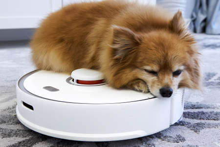 A red dog sleeps quietly on a white robot vacuum cleaner that quietly cleans the gray carpet