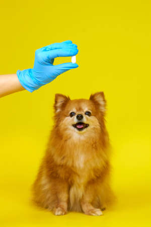 A German Spitz dog looks at a hand with a pill in its hand on a yellow background. The doctor in...