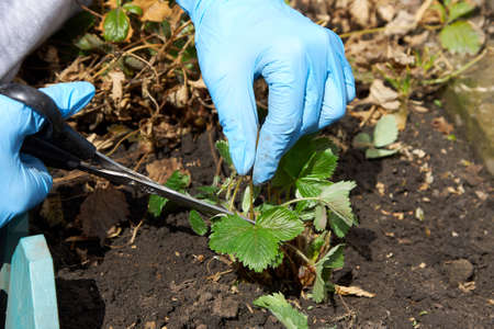 Womens hands in blue gloves are weeding weeds and pruning strawberry leaves with scissors. Work on...