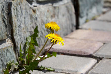 Yellow dandelions grow through the paving slabs against the granite wall. The concept of the victory of nature despite the destructive activities of manの写真素材