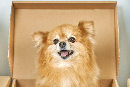 Happy German Spitz dog in a cardboard box. The concept of moving or relocatingの写真素材