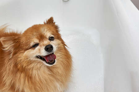 A happy red dog with a thick coat is going to take a bath. German Pomeranian in a white bath with waterの写真素材
