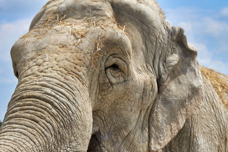 Close-up of an elephant with a straw on its head. Elephant's head against the blue skyの写真素材