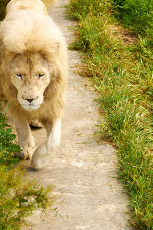 Male lion walks majestically along the path in the zooの写真素材