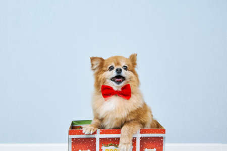 Happy red dog of the German Spitz breed in a red bow tie got out of the Christmas box. Unexpected surprise, fluffy red dog as a gift for Christmasの写真素材