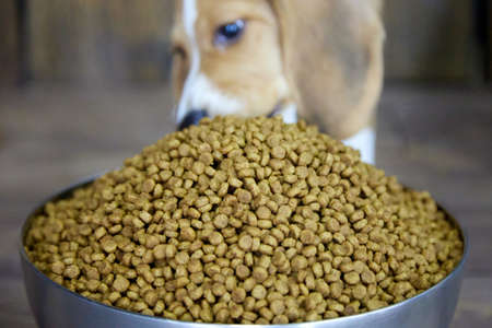 Beagle puppy is going to eat a full bowl of dog food, too big for him. Hungry dog, gluttony.