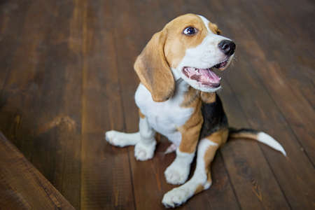 Funny beagle puppy is sitting on a dark wooden floor with its paws spread apart and looks up smilingの写真素材