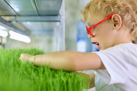 Funny curly-haired boy in red glasses cuts off sprouted grains of green wheat with scissors on a micro-greenery farm. Concept of ecological nutrition with freshly grown greensの写真素材