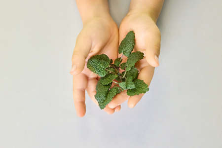 Green mint leaf in children's hands on a gray background. Concept of micro-greenery cultivation and ecologyの写真素材