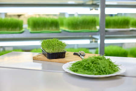 Modern micro-greenery farm. Freshly sprouted wheat grass grains under bright lighting lamps. Micro...