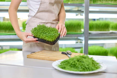 Beautiful female hands show a tray with watercress against the background of a micro-greenery farm....