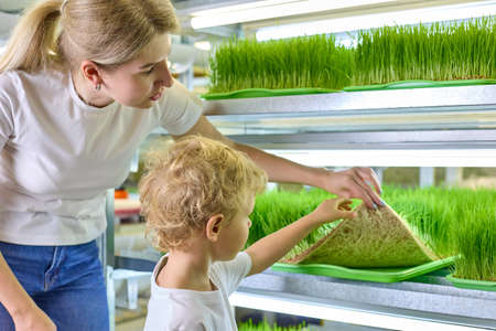 Pretty curly-haired boy and a young woman are looking at a patch of a plantation of sprouted green...