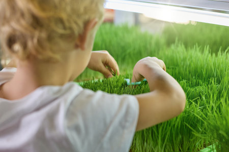 Rear view of a blond boy who is cutting grass. Child with scissors cuts sprouted grains of green wheat on a micro-greenery farmの写真素材