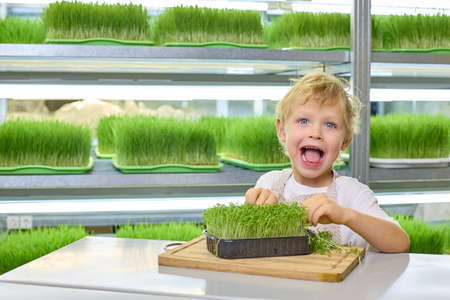 Cheerful blond-haired boy with blue eyes smiles and looks at the camera, holding scissors in his hands with which he cuts off the sprouts of watercress. Concept of ecological nutrition for childrenの写真素材