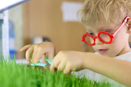Funny curly-haired boy in red glasses cuts off sprouted grains of green wheat with scissors on a micro-greenery farm. Concept of ecological nutrition with freshly grown greensの写真素材