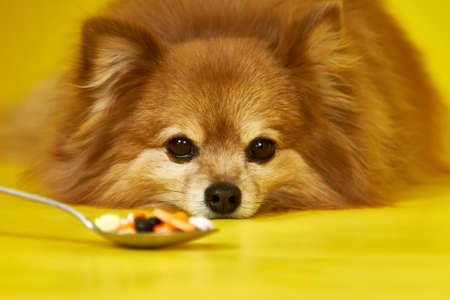 A German Spitz dog looks at a spoon with pills on a yellow background. The dogs gaze on the vitaminの写真素材