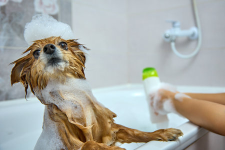 Red-haired dog with foam on his head poses importantly while taking a bath. Owner of a German Spitz pours dog shampoo for bathing his pet in the bathroomの写真素材