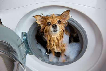 Funny, red-haired, wet, foam-covered dog looks out of the open hatch of the washing machine. Concept of using modern methods of pet hygiene.の写真素材