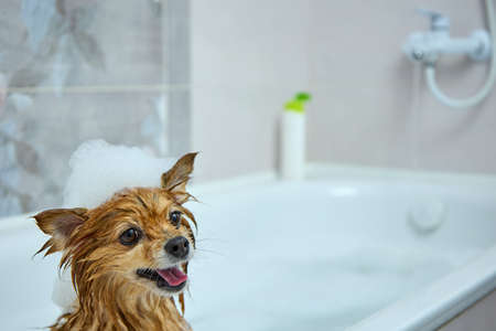 Happy muzzle of a red dog with foam on its head taking water treatments. A German Pomeranian dog...