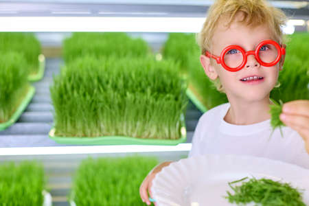 Funny curly-haired boy in red glasses holds a bunch of green grass in his hand against the background of the shelves of the micro-greenery farm. Concept of ecological nutrition with greenery.の写真素材