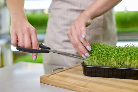 Close-up of the beautiful hands of a young woman in an apron cutting fresh cress sprouts with scissors against the background of micro-greenery farm shelves. Vegan concept of proper nutritionの写真素材