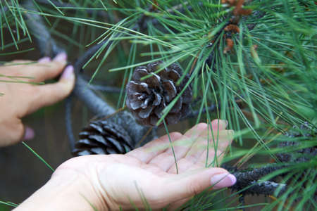 Beautiful womans hand with a manicure palm holds a cones, among the green thorns of a fir tree....