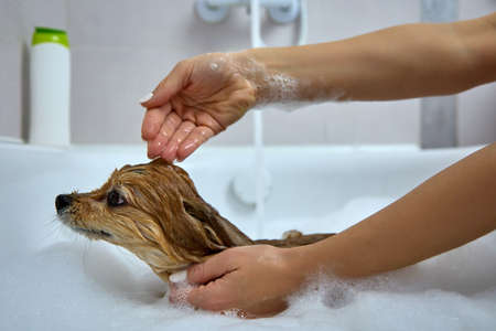 Hands of a young woman thoroughly wash a red dog with shampoo in a white bubble bath. Owner of a German spitz carefully washes the pets furの写真素材
