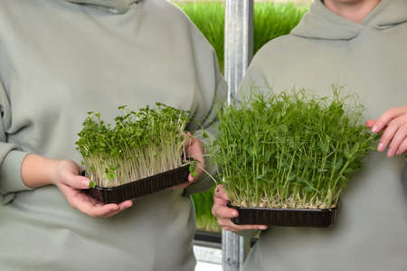 Two girls in warm suits are in the greenhouse room showing trays with arugula sprouts and peas....