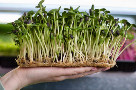 Juicy sprouted sunflower seeds are consumed both raw and added in the preparation of various dishes. On the girls hand is a substrate with seedlings of seedsの写真素材