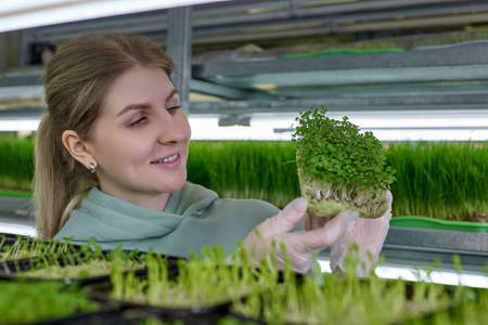 On special jute mat for growing microgreens, lettuce and arugula seeds quickly germinate. Against background containers with pea seedlings, employee green farm admires harvest healthyの写真素材